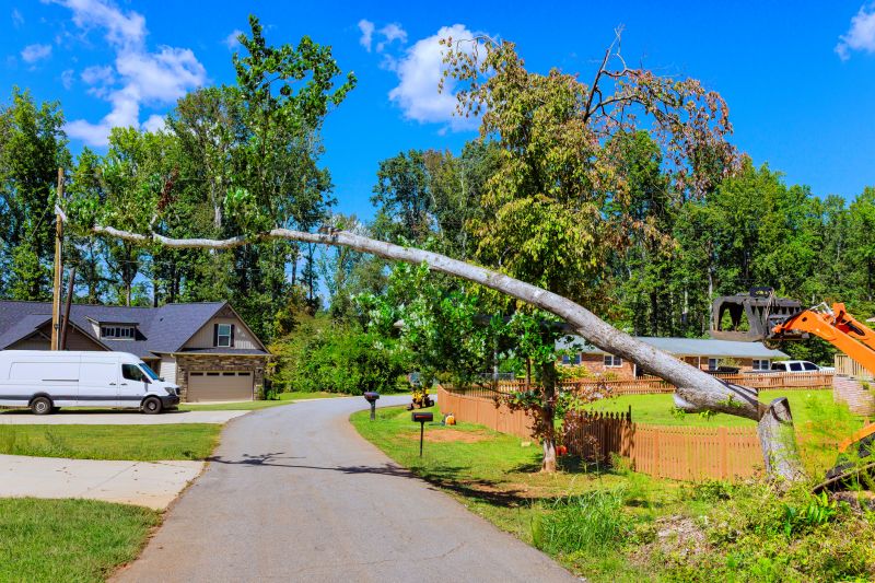 Cost of Dead Tree Removal in Nampa, ID
