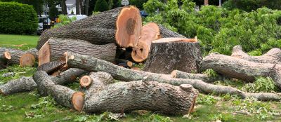Tree Removal Service Info