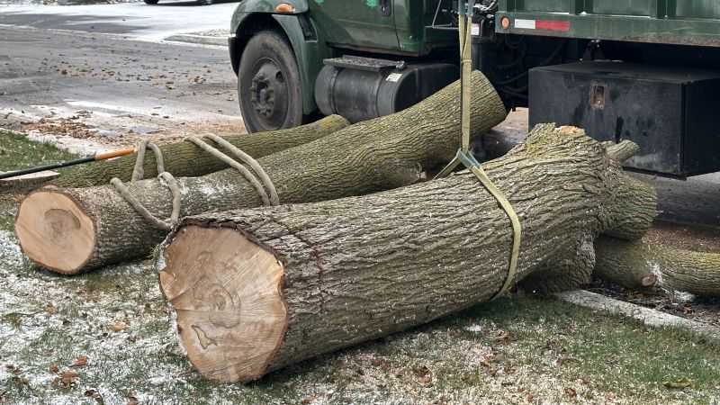 When To Get Tree Removals in Nampa