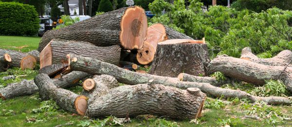 Large Tree Removal in Nampa