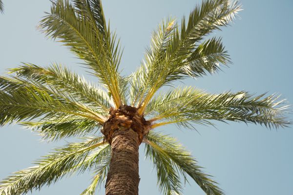 Palm Tree Removal in Nampa