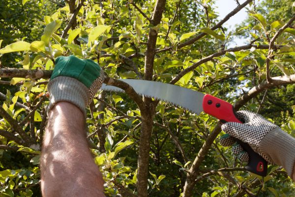 Small Tree Removal in Nampa