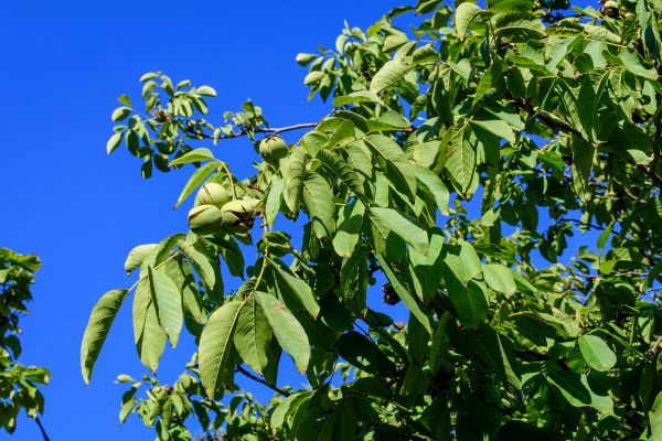 Cost of Walnut Tree Removal in Nampa