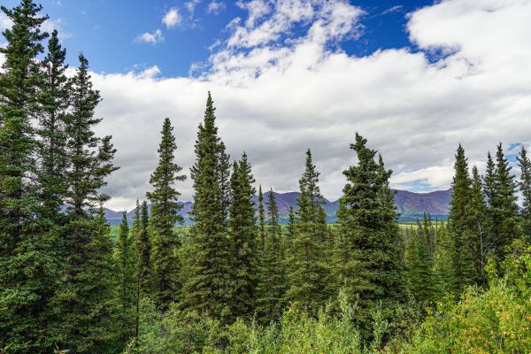 Cost of Spruce Tree Removal in Nampa