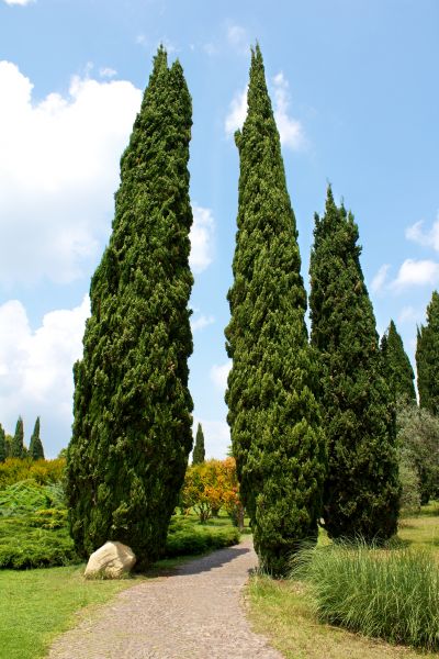 Cost of Cypress Tree Removal in Nampa
