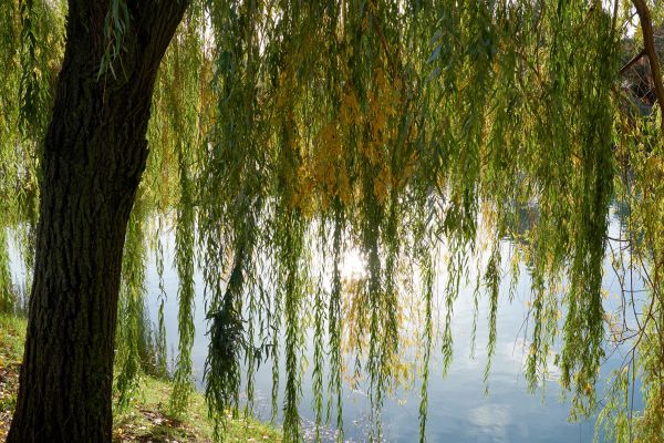 Cost of Willow Tree Removal in Nampa