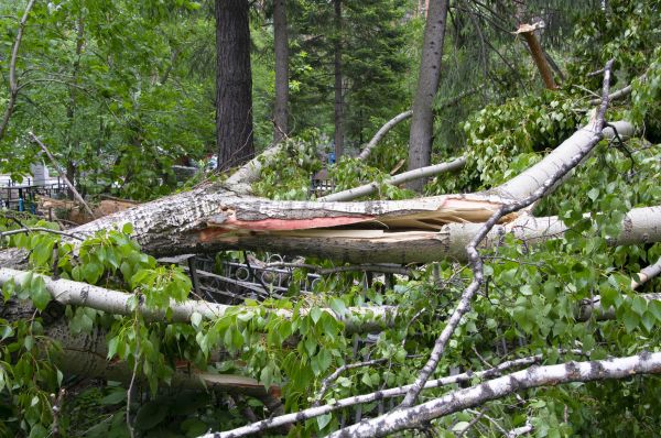 Cost of Birch Tree Removal in Nampa