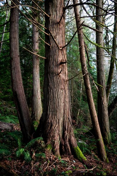 Cost of Cedar Tree Removal in Nampa