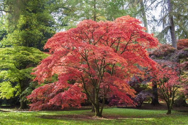 Cost of Maple Tree Removal in Nampa