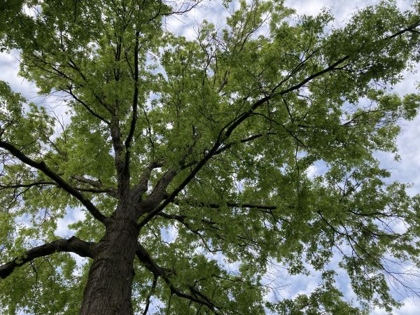 Cost of Oak Tree Removal in Nampa