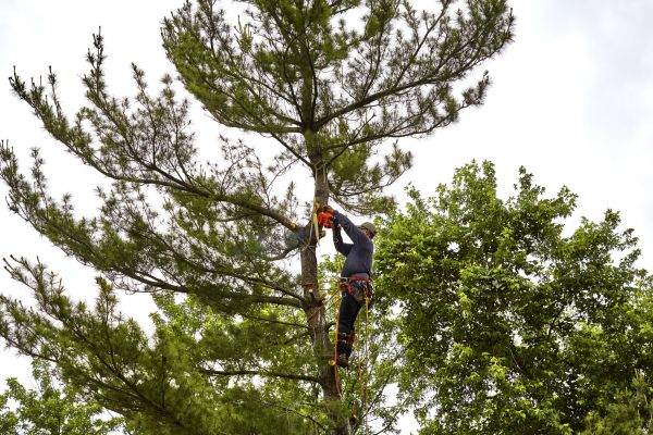 Cost of Pine Tree Removal in Nampa