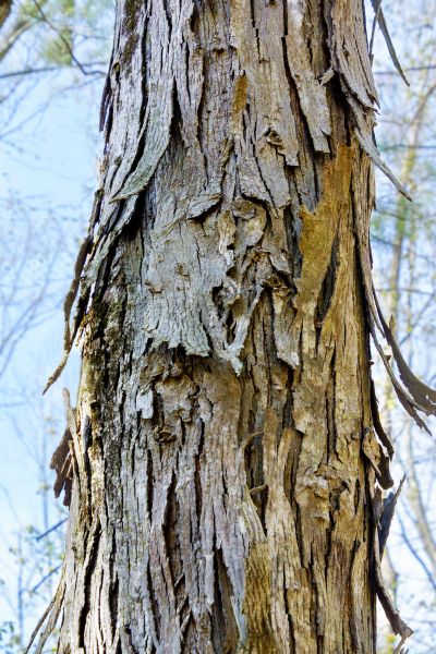 Cost of Hickory Tree Removal in Nampa