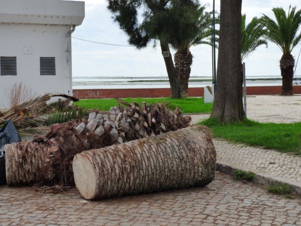 Palm Trees Removal in Nampa