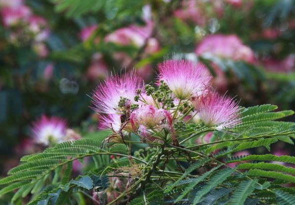 Cost of Mimosa Tree Removal in Nampa