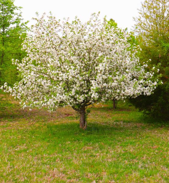 Cost of Dogwood Tree Removal in Nampa