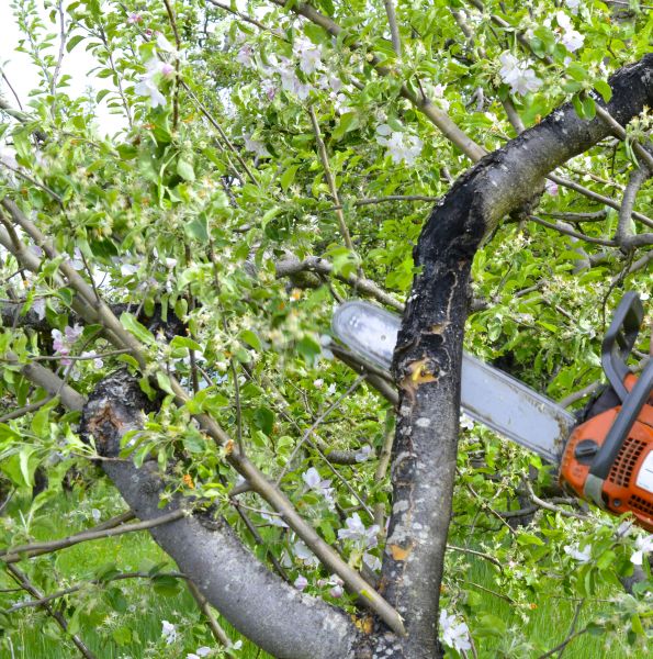 Cost of Apple Tree Removal in Nampa