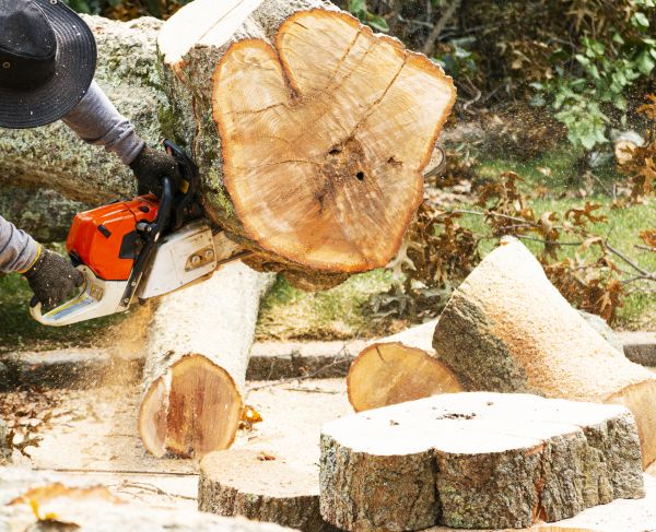 Tree Removal Service in Nampa