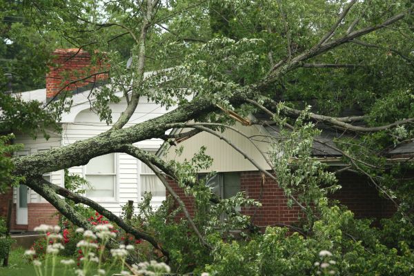 Emergency Tree Removal in Nampa