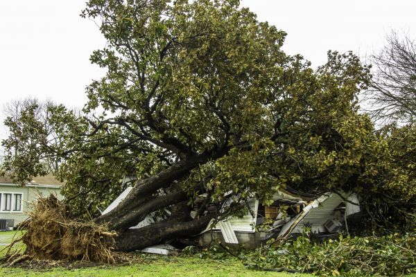 Fallen Tree Removal in Nampa