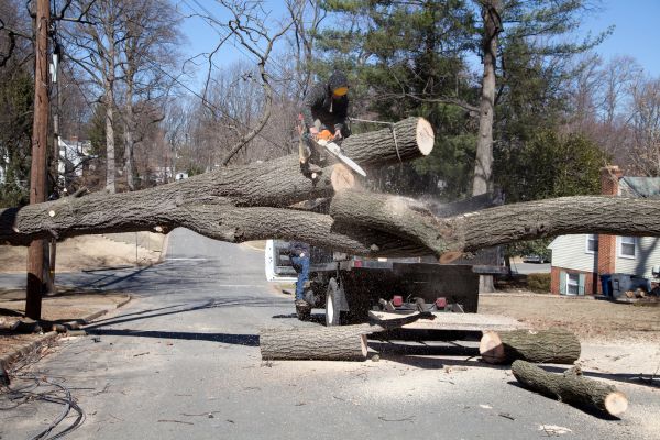 Cost of Residential Tree Removal in Nampa