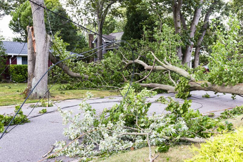 Emergency Tree Removal