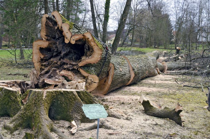 Tree Disposal