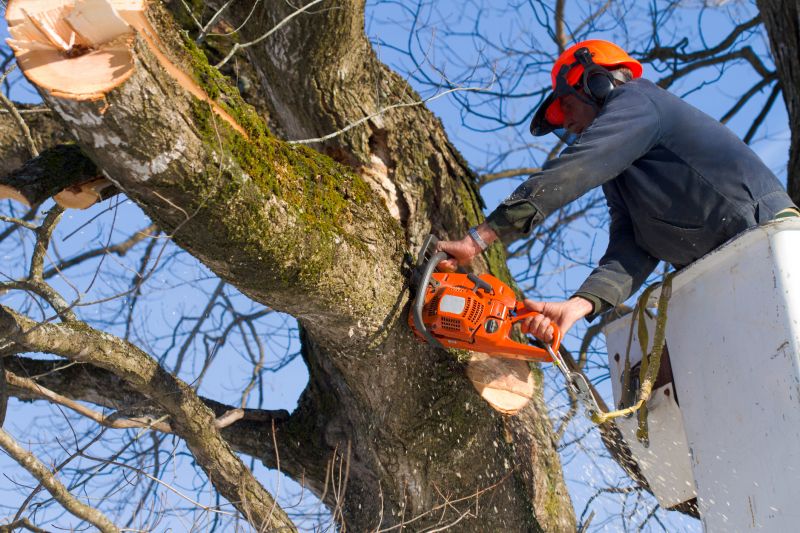 Safe Removal Crew