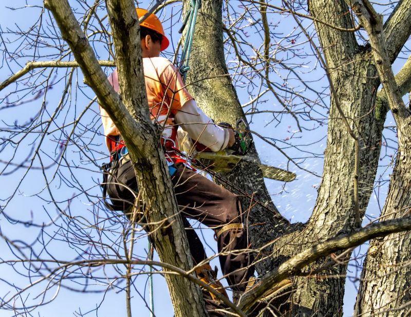 Tree Cutting Equipment