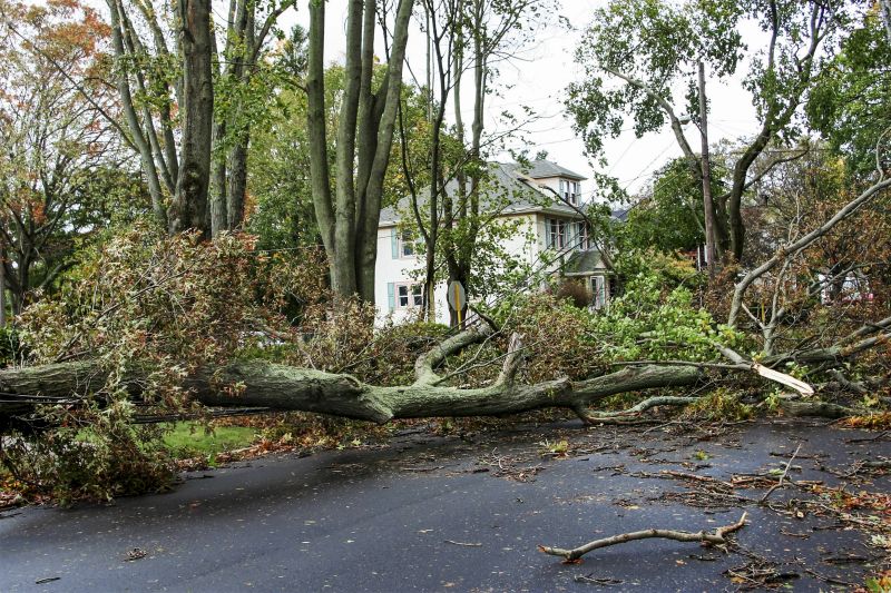 Before Tree Removal