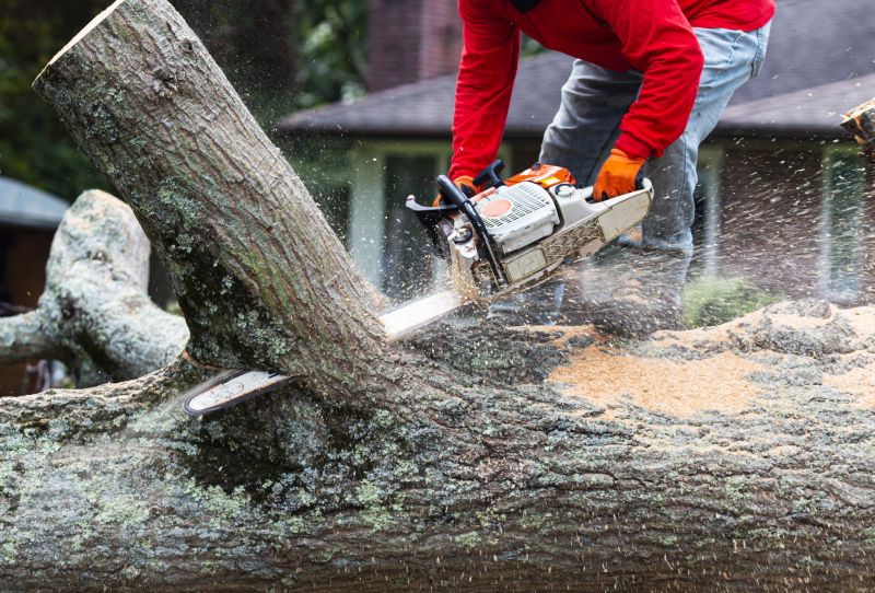 Completed Tree Removal