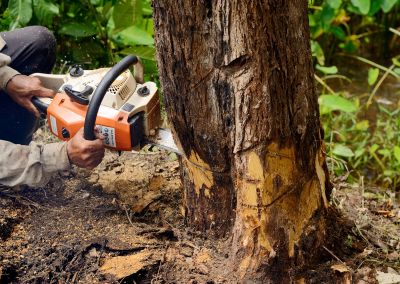 Winter Tree Cutting