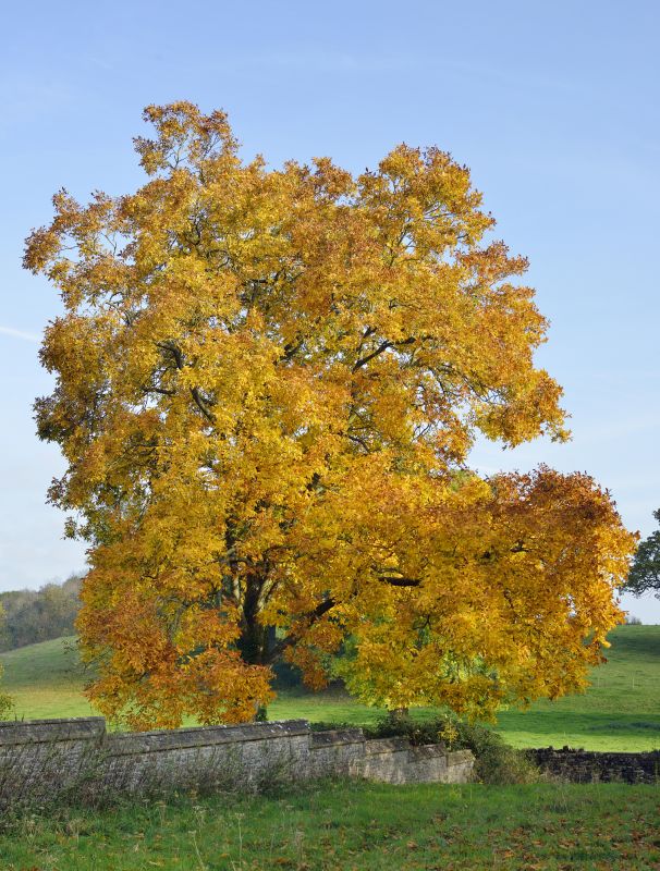 Autumn Tree Preparation