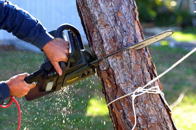 Tree Removal Planning